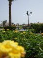 /album/bloemen/egypte-2008-045-jpg/